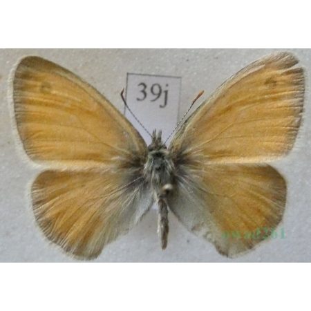 Coenonympha pamphilus (Linnaeus, 1758) male Strzępotek ruczajnik Czech39j